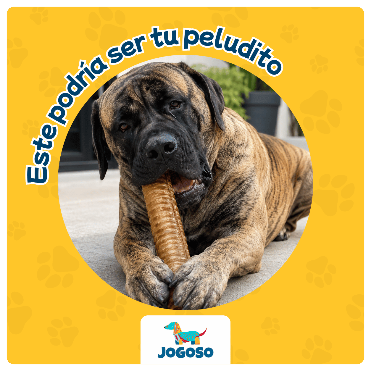 Tráquea de Res XL para Perros