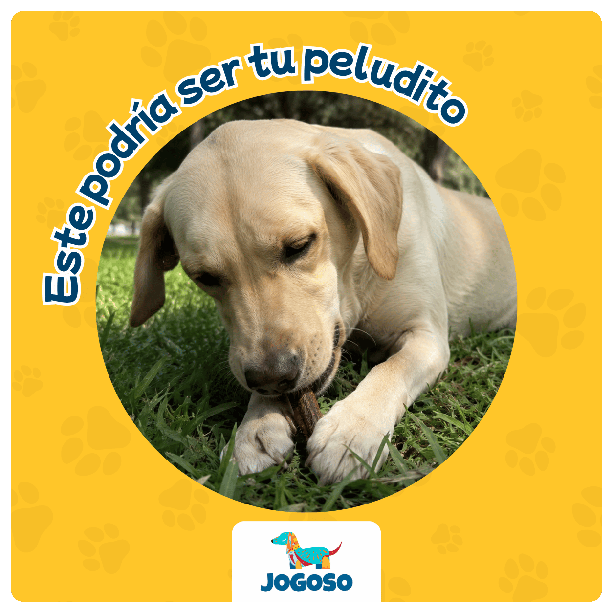 Esófago de Res Natural 6" para Perros