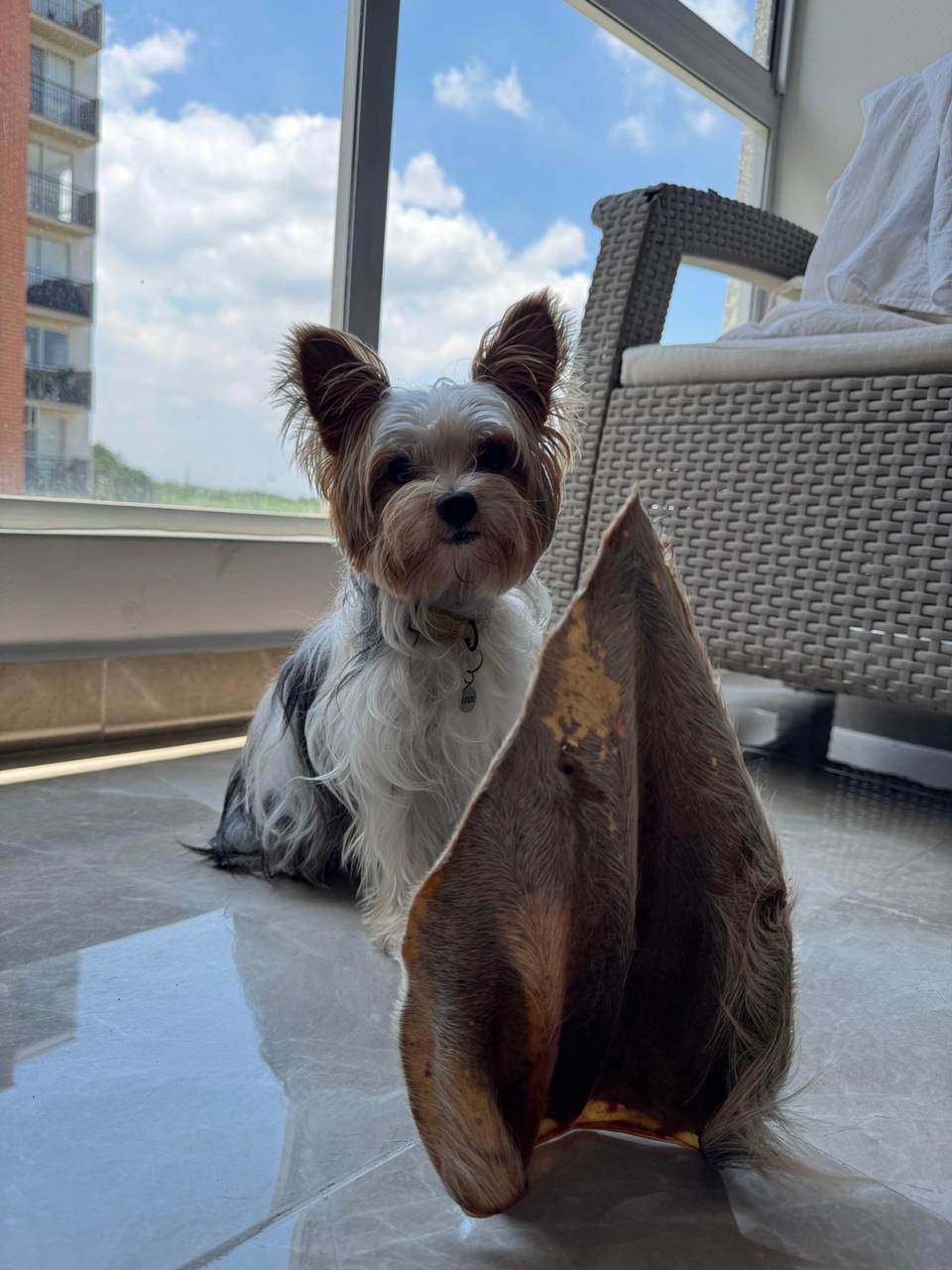 Oreja de Res con Pelos