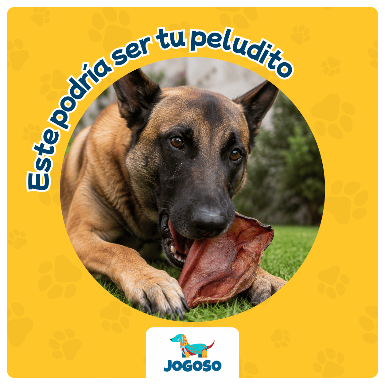 Oreja de Cerdo Natural para Perros