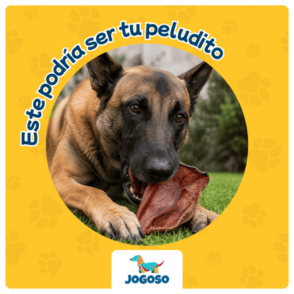 Oreja de Cerdo Natural para Perros