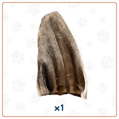Oreja de Res con Pelo XL para Perros
