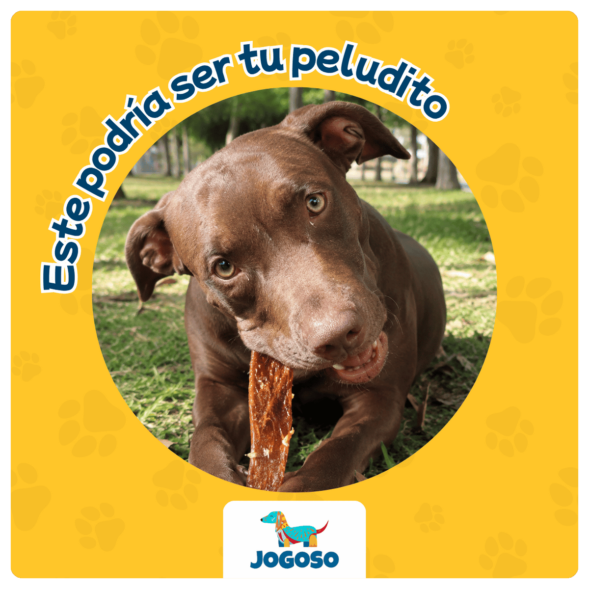 Rila de Res x10 Unidades para Perros