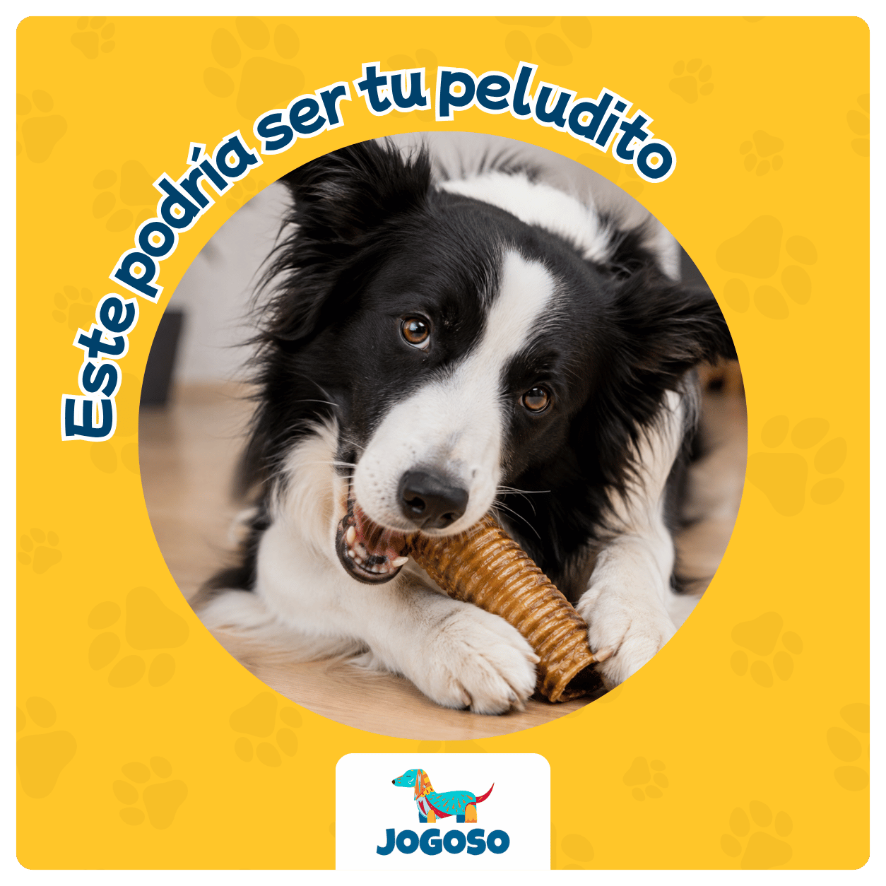 Tráquea de Res Natural para Perros