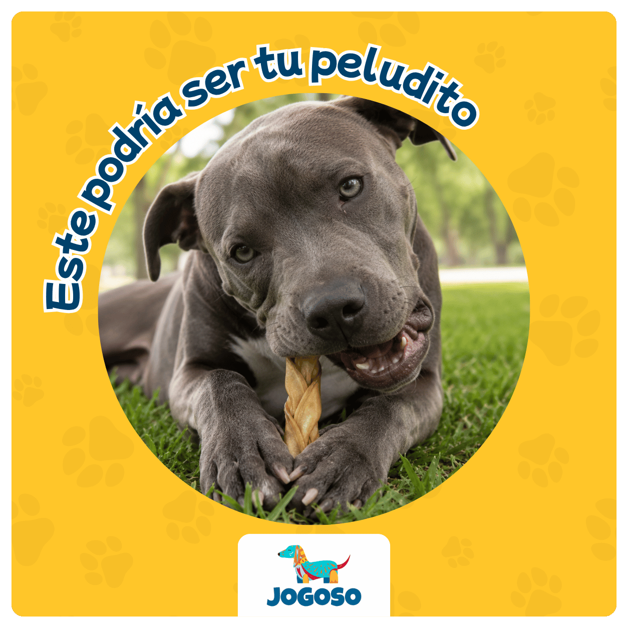 Trenza de Colágeno Natural para Perros