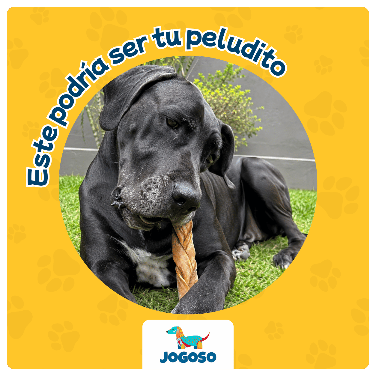 Trenza de Colágeno XL para Perros