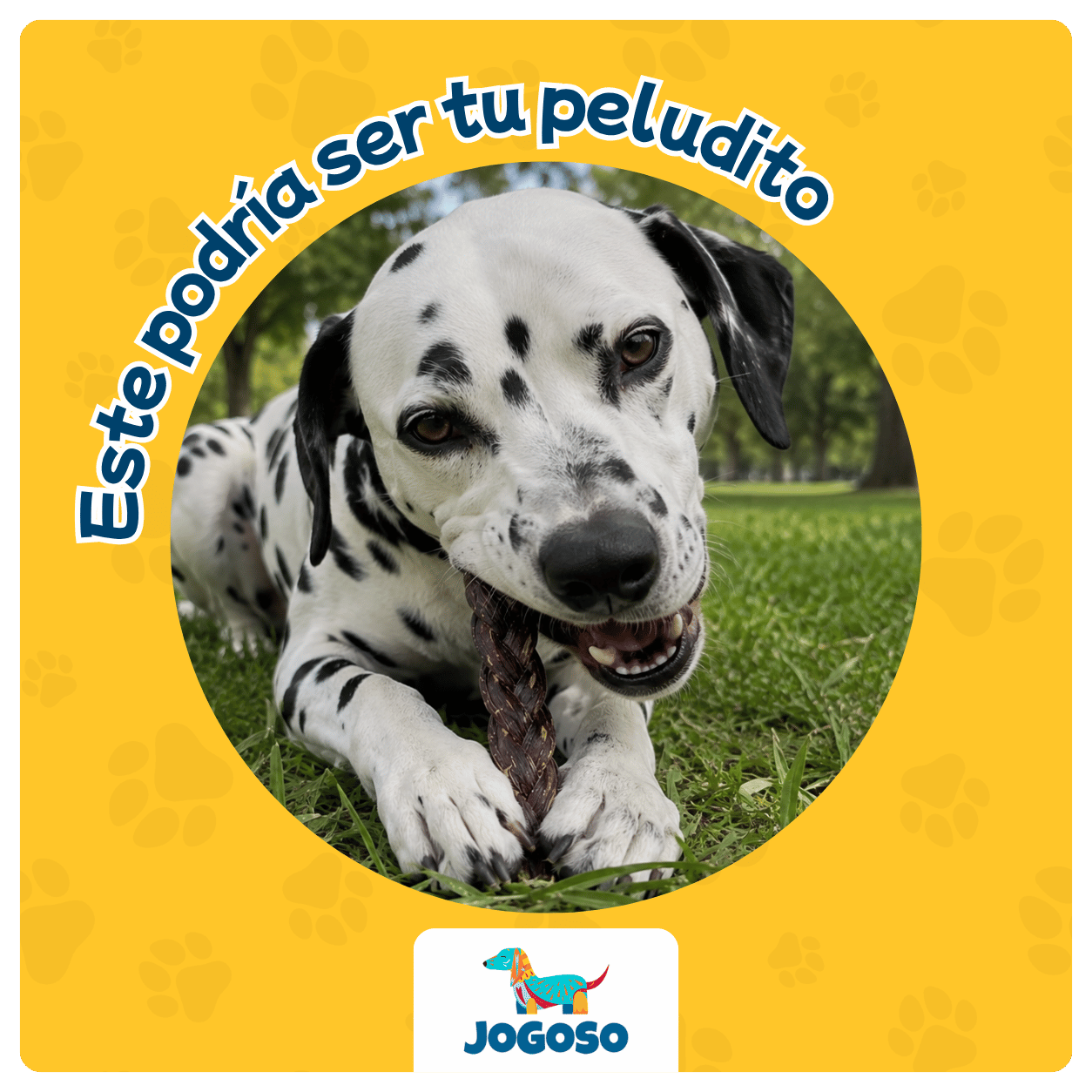 Trenza de Viril de Cerdo 6" para Perros
