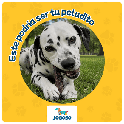 Trenza de Viril de Cerdo 6" para Perros