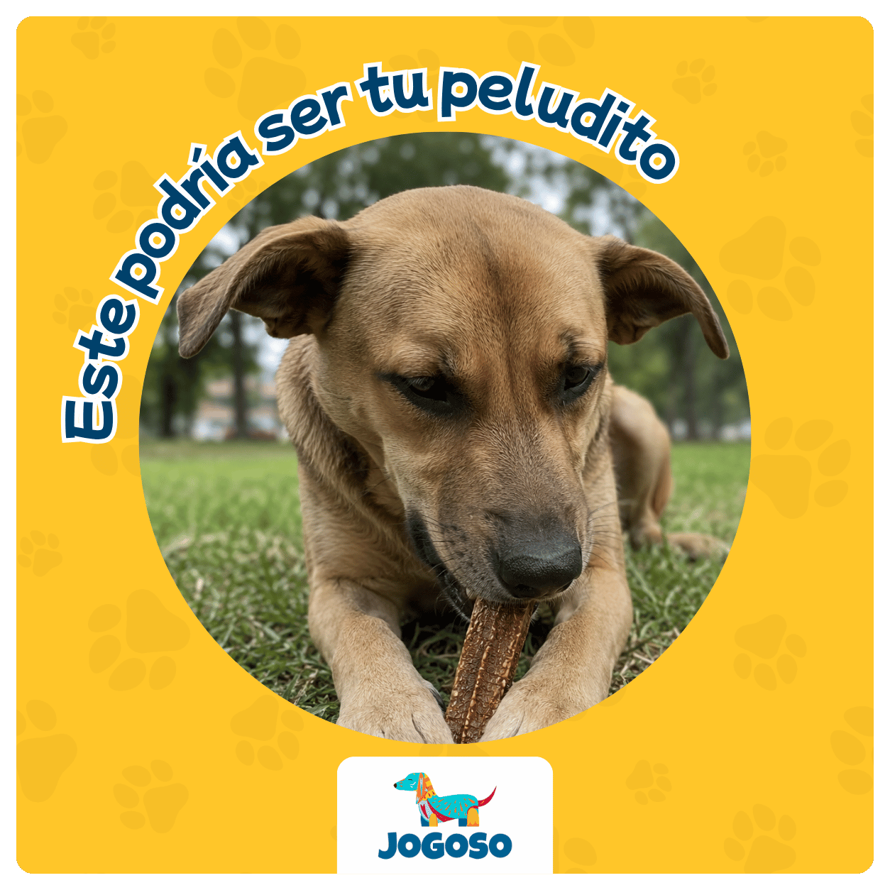 Vena de Res Natural 6" para Perros