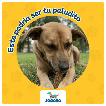 Vena de Res Natural 6" para Perros