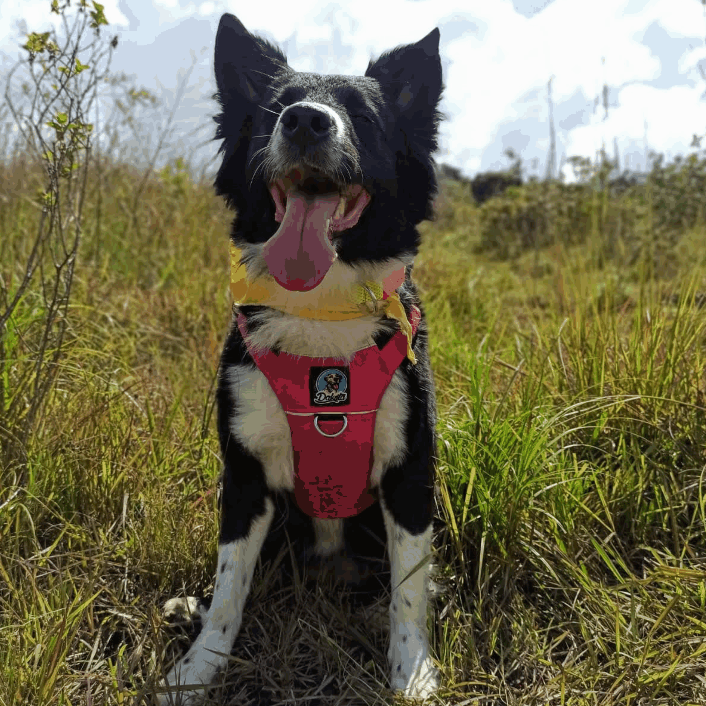 ARNÉS HARMONY WALK